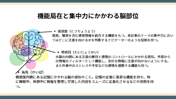 機能局在と集中力にかかわる脳部位
